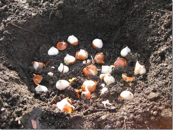 Bulbs_Planting