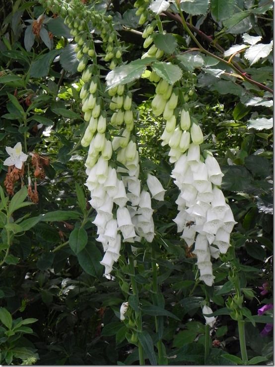 8 Digitalis purpurea var. albiflora