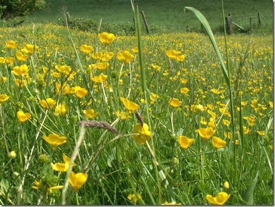 weeds, Total Weedkiller, Residual Weedkiller, Pre-emergent Weedkiller, Selective Weedkiller, couch grass,  perennial oat-grass, goose-grass, nettle, bramble, 