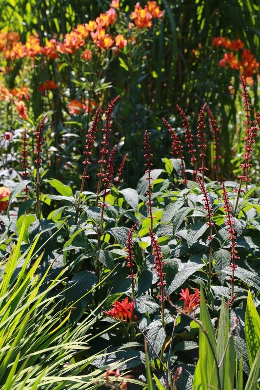 6 Salvia confertifolia (533x800)