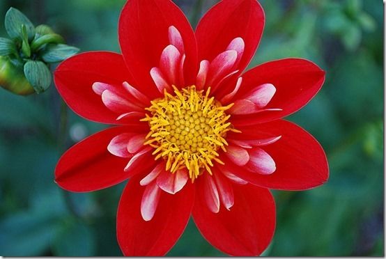 Dahlia 'Hot Lips'