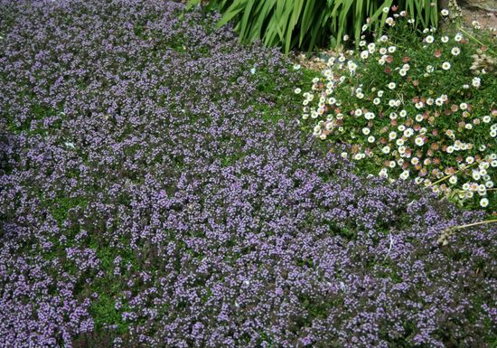 Gravel with Thymus serphyllum and Erigeron