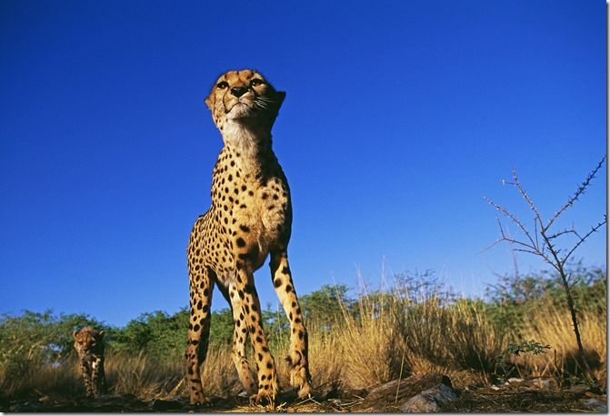 Cheetah with cub, S.Africa, Wildlife Photography, Safari, Photography, Okovango, Serengeti, David Tipling, Big Game, Safari Holiday, Travel Photography, travel photography Course, travel Photography class, Wildlife photography course, Wildlife photography class,