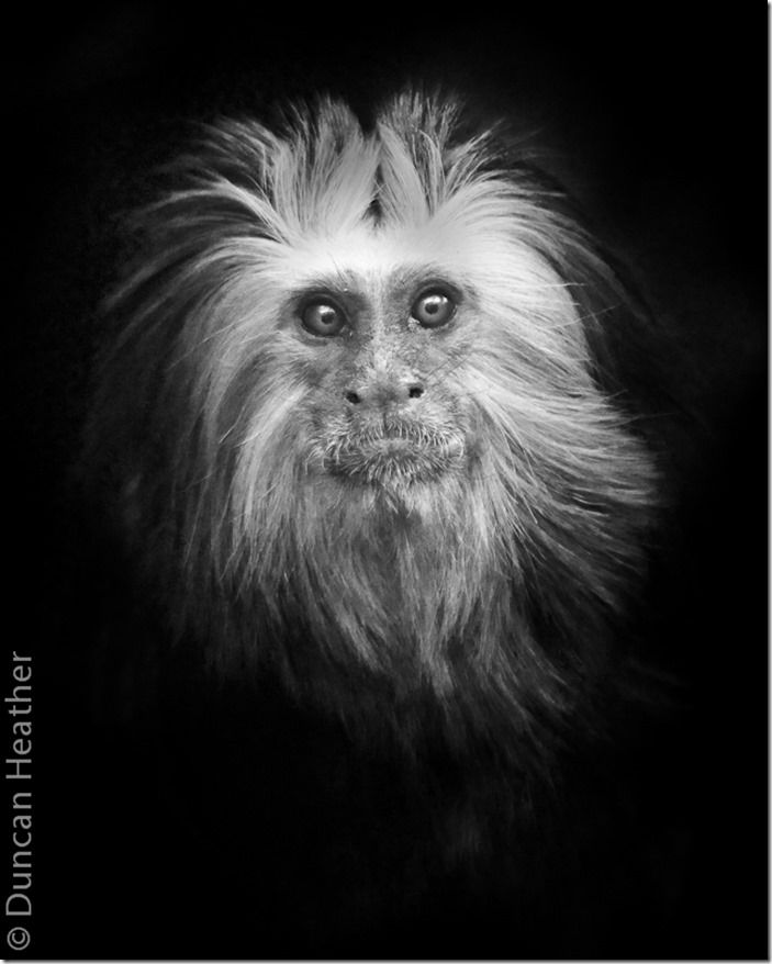 Golden-headed Lion Tamarin
