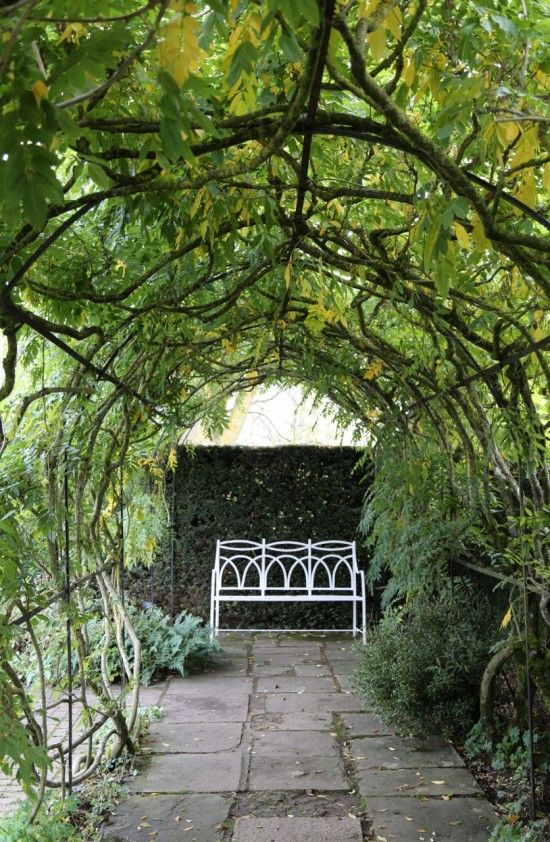 Wisteria pergola