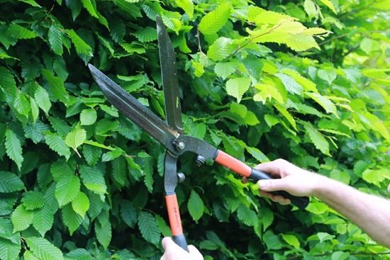 Hedge deals trimming shears