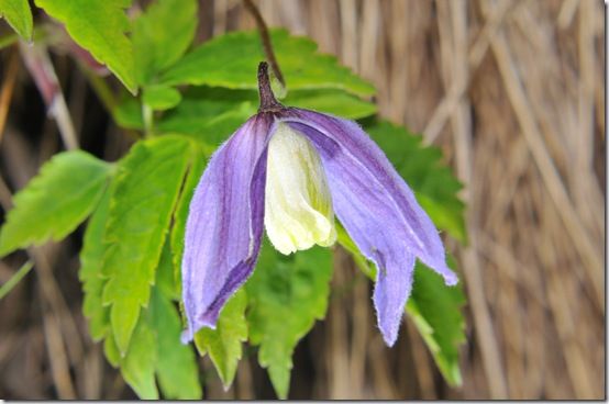 Clematis Pamela Jackman