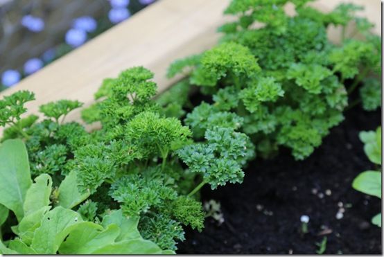 Parsley plants