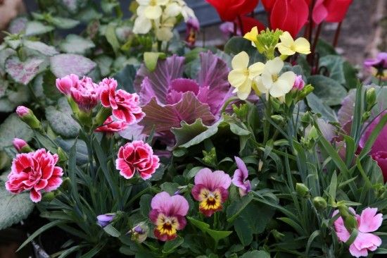 Dianthus Sunflor