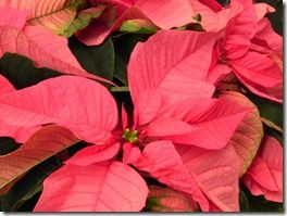 Poinsettia salmon 