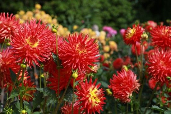 Dahlias