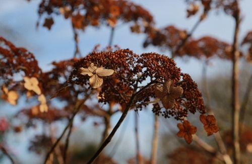 12 Hydrangea aspera 'Kawakamii group' (1280x834)