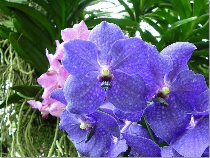 3 Vanda caerulea