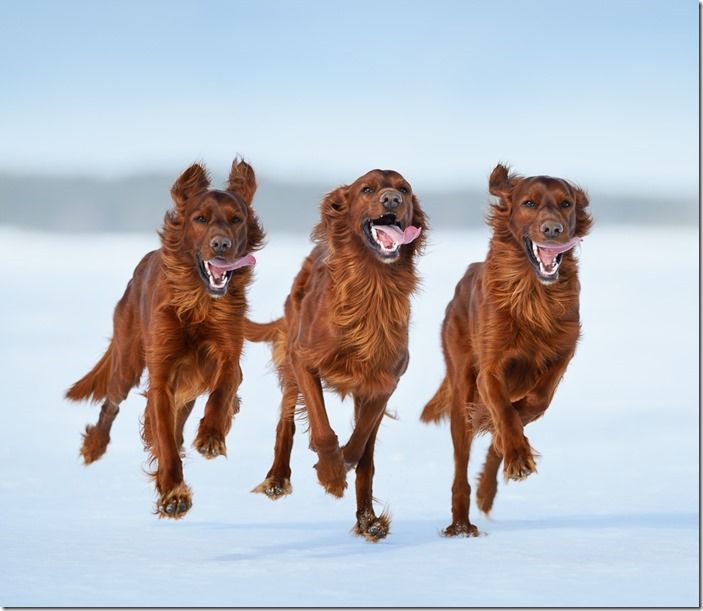 Irish Setters in motion