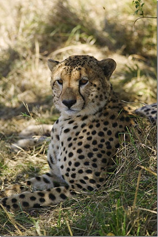 A cheetah, Acinonyx jubatus, in the northern Maasai Mara area of Kenya, Travel Photography, holiday photography Tips, travel Photography class, travel photography Course, Nigel Hicks, travel photography tips