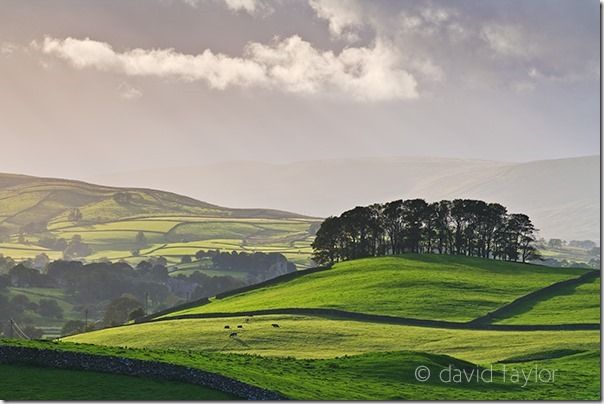 Scenic view of the Wensleydale valley near the town of Hawes, showing the typical dry-stone wall field boundaries, Yorkshire Dales National Park, England