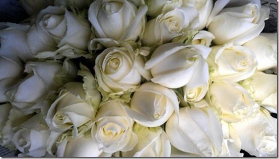 White Roses on Pinterest