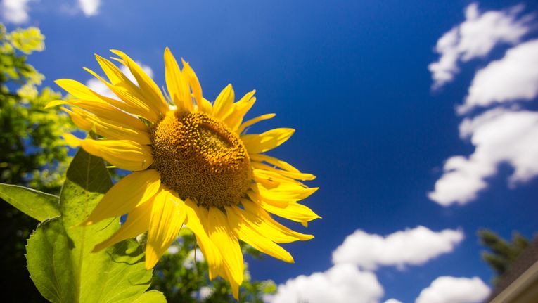 sunflower sunshine: ultimate guide to growing tall, healthy blossoms