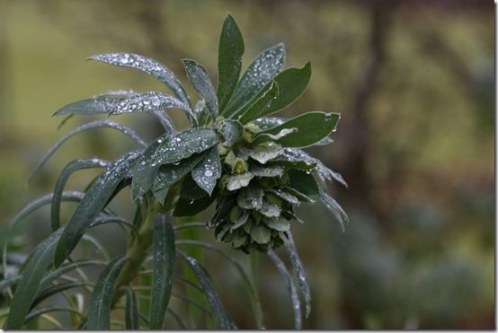 Euphorbia wulfenii