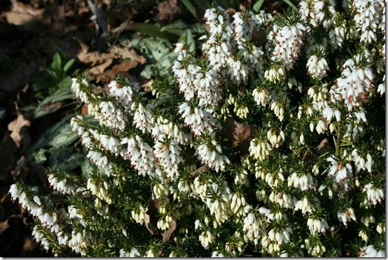 Erica carnea 'Winter Snow 2'