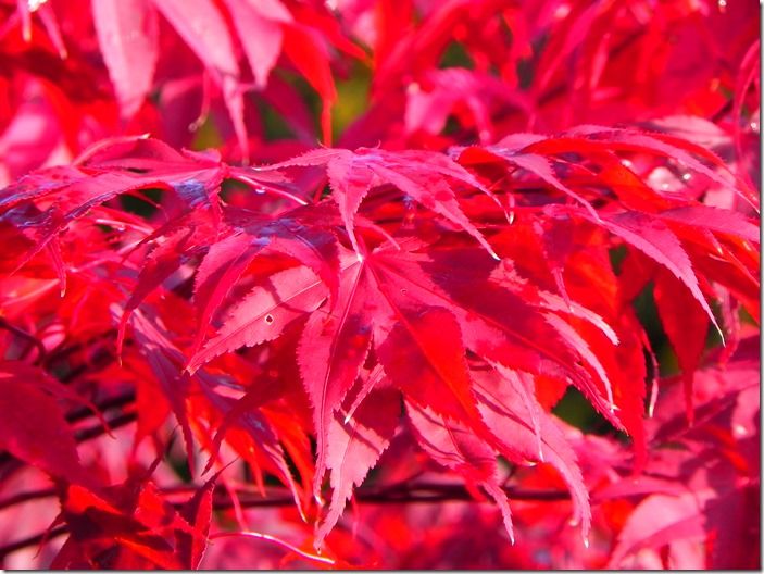 10 Acer palmatum 'Bloodgood' - autumn