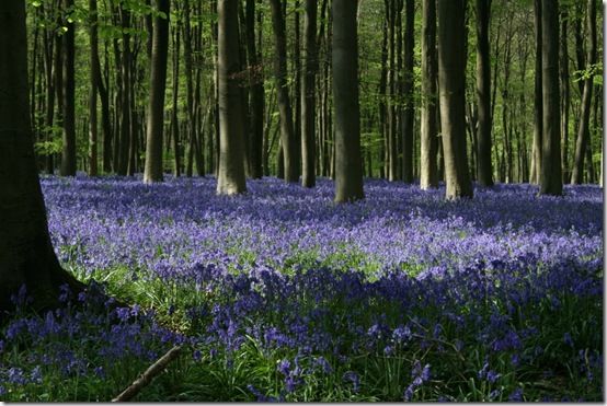 Bluebell wood 