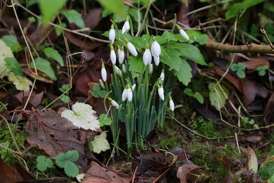 5 Galanthus nivalis