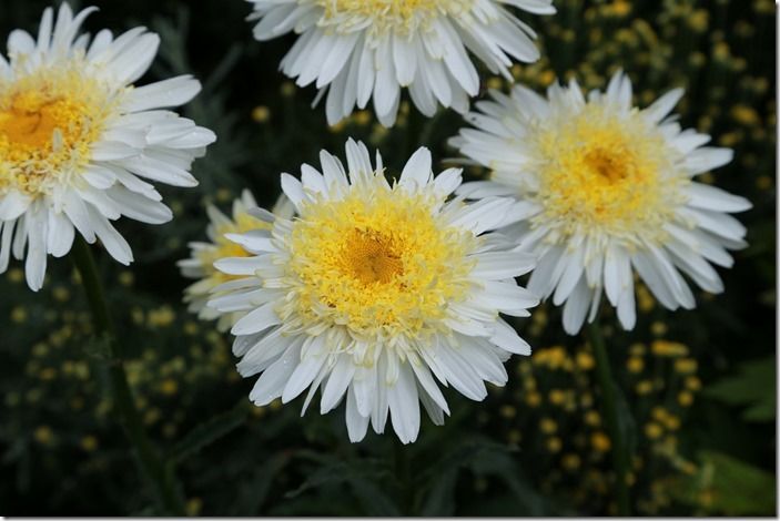 5 Leucanthemum 'Real Galaxy' 3 (1024x683)