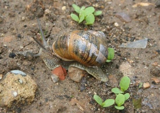 1 Snail and lettuce seedlings