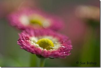 daisies focus middle