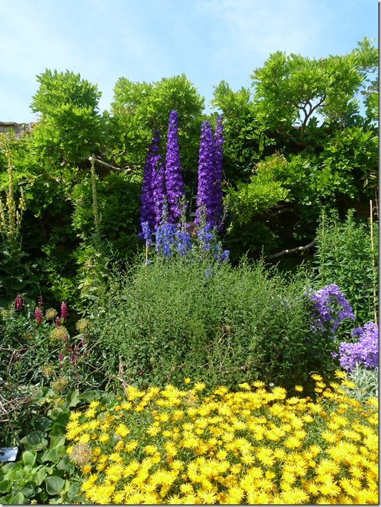 Waterperry-Delphinium