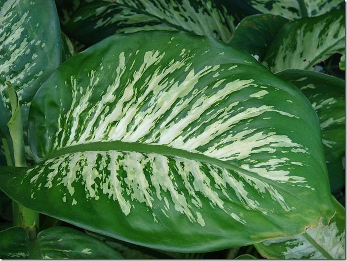 2 Dieffenbachia