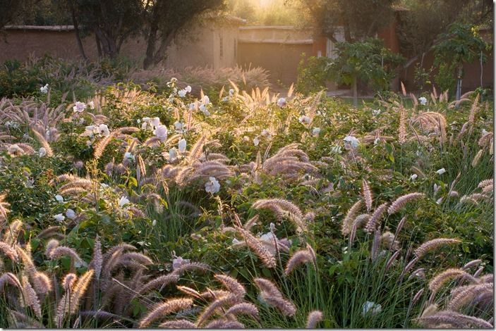 Garden in Taroudant