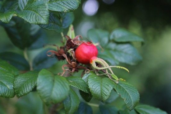 Rosa rugosa