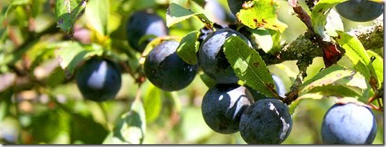 Sloes, Fruit Tree Specification & Rootstocks Guide