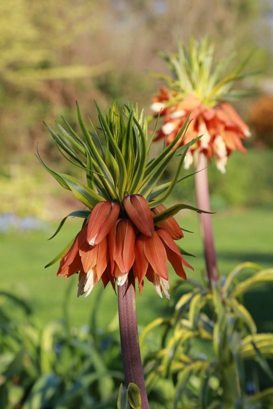 3 Fritillaria imperialis