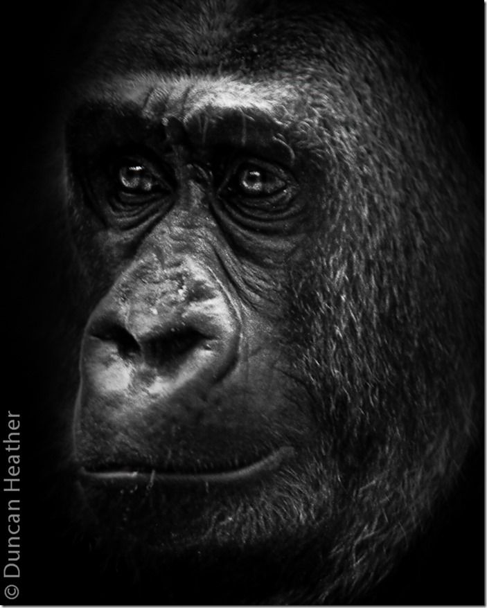 Gorilla