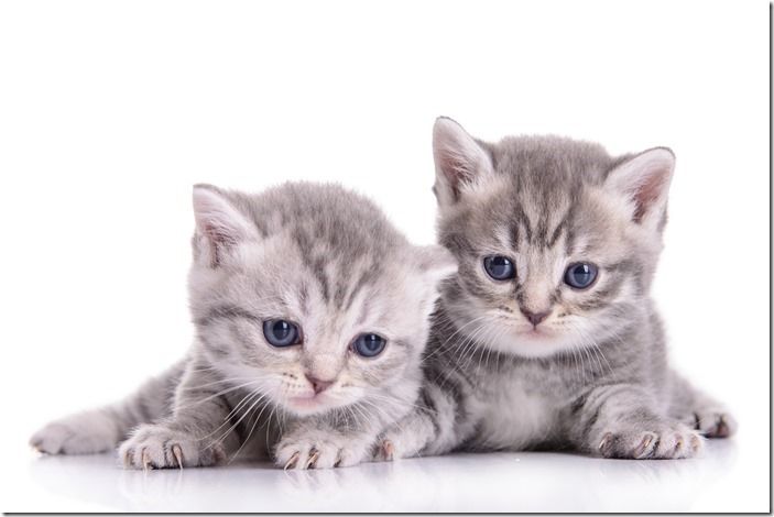 small Scottish kittens 