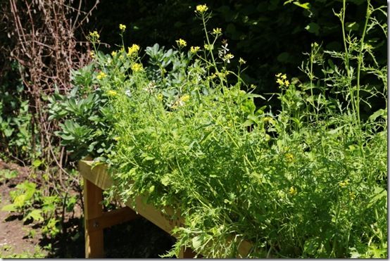 3 A last picking of salad leaves 