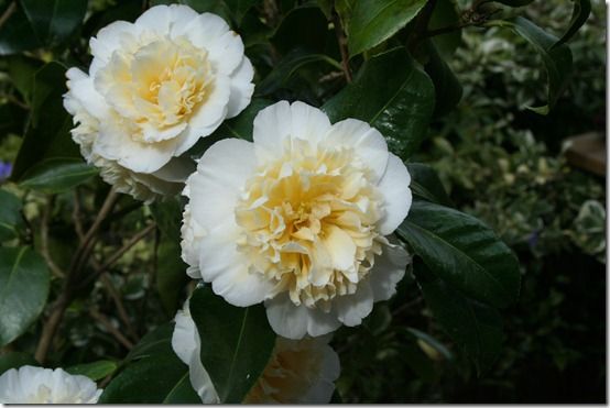 Camellia 'Jury's Yellow' 2