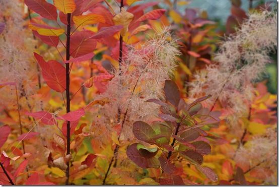 8  Cotinus 'Candyfloss' 