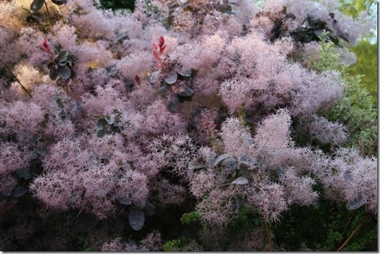 4 Cotinus 'Grace' flowers 