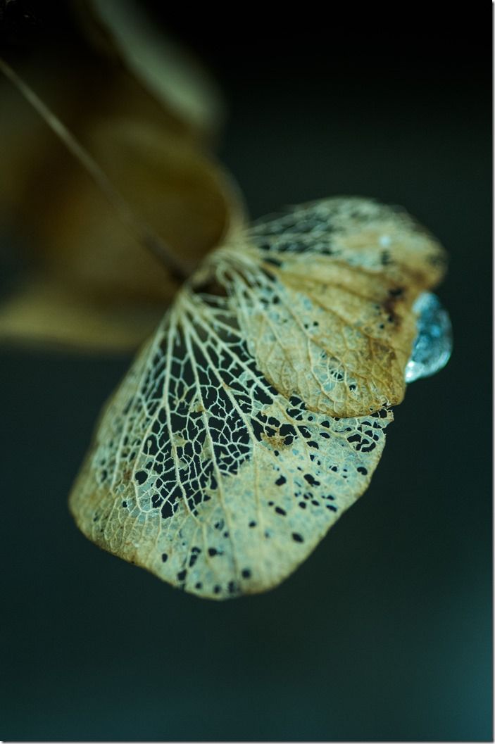 HYDRANGEA IN WINTER