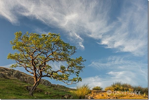 Hawthorn tree growing near the ruins of Hadrian's Wall at Walltown, Northumberland National Park, England