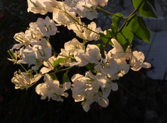 7 Bougainvillea (800x590)