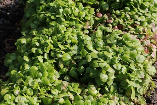 9 Winter Purslane'