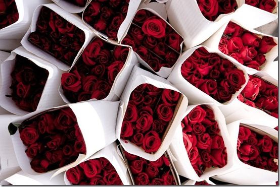 Red Roses on Pinterest