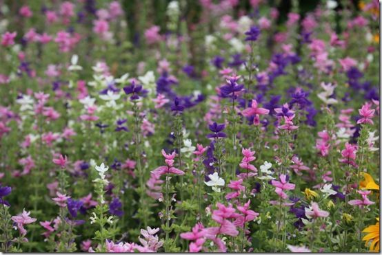 salvia hormium