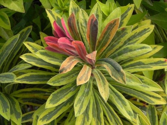 5 Euphorbia 'Ascot Rainbow'