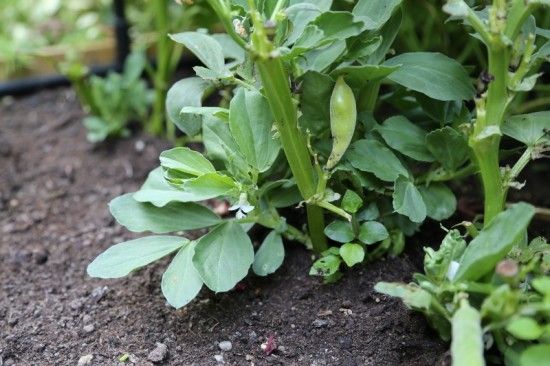 7 Broad beans shooting from the base  (1) (800x533) (800x533)